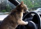 Как правильно перевозить в автомобиле кошку или собаку